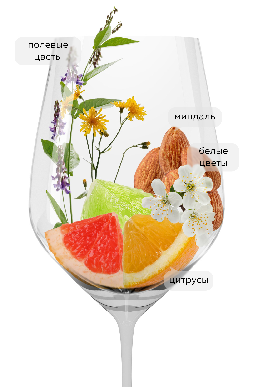 Вино Петрикор Алиготе, Шумринка, 2021, (145150), Россия, Кубань, белое, сухое, 0.75 л, Петрикор Алиготе, цена 1533 рублей