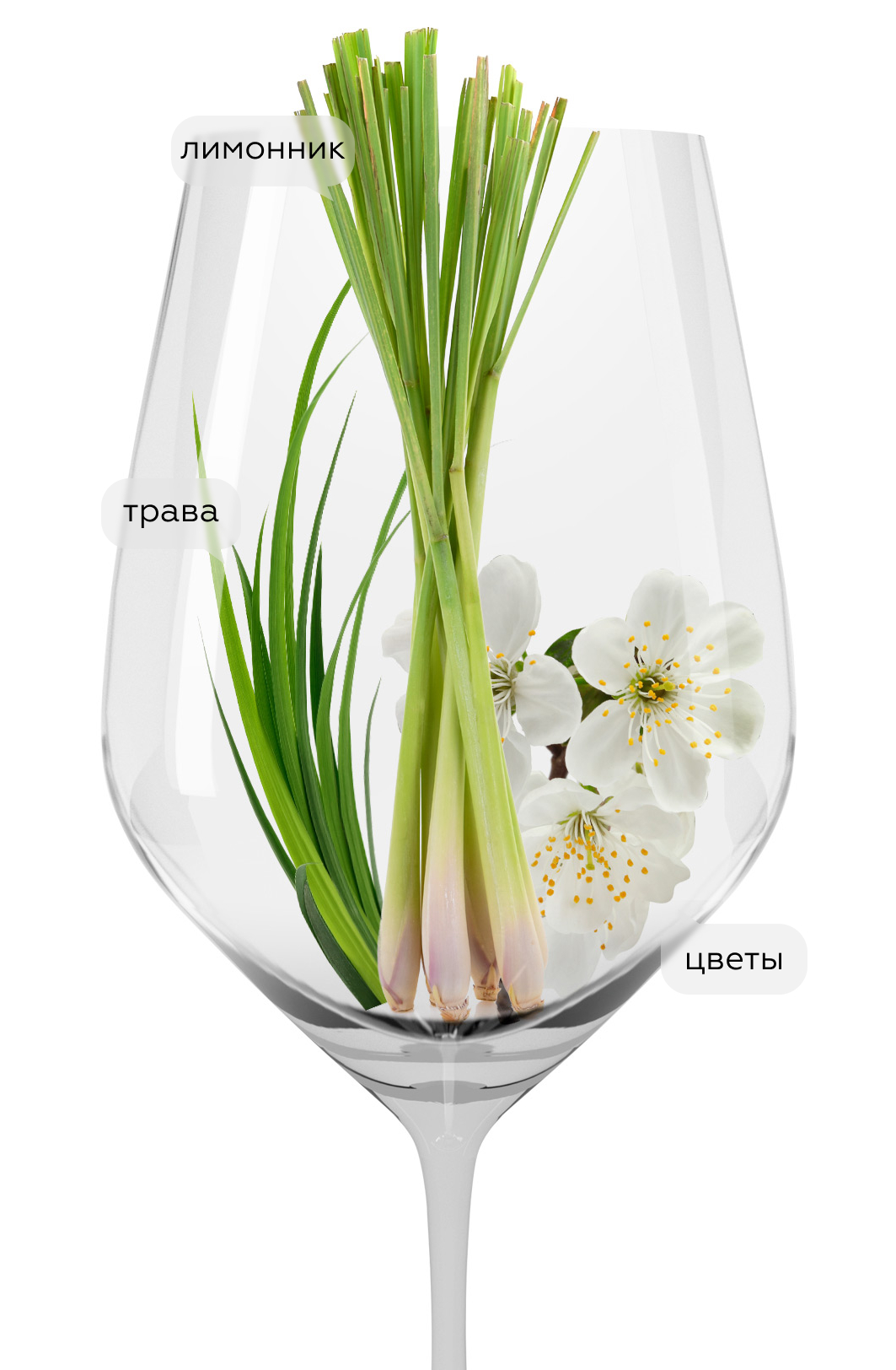 Вино Sollui, La Scolca, 2024, (155290), Италия, Пьемонт, белое, сухое, 0.75 л, Соллуи, цена 3990 рублей