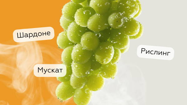Самые популярные белые сорта винограда и вина из них