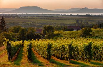 Венгрия: главное, что нужно знать о виноделии страны