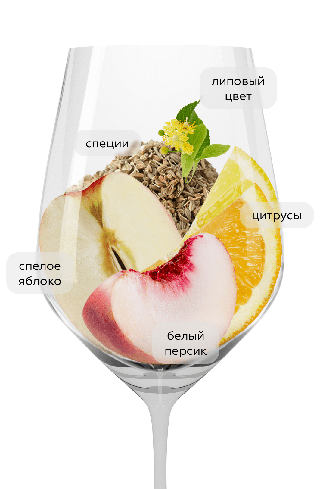 Вино Rheingau Riesling Tradition, Robert Weil, 2024, (159293), Германия, Рейнгау, белое, полусладкое, 0.75 л, Рислинг Традицион, цена 6990 рублей