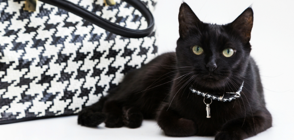 Черная кошка Нуар-муар