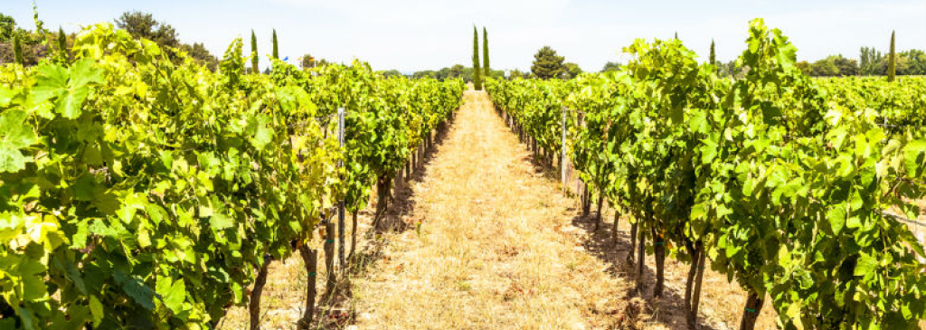 Виноградники в Провансе