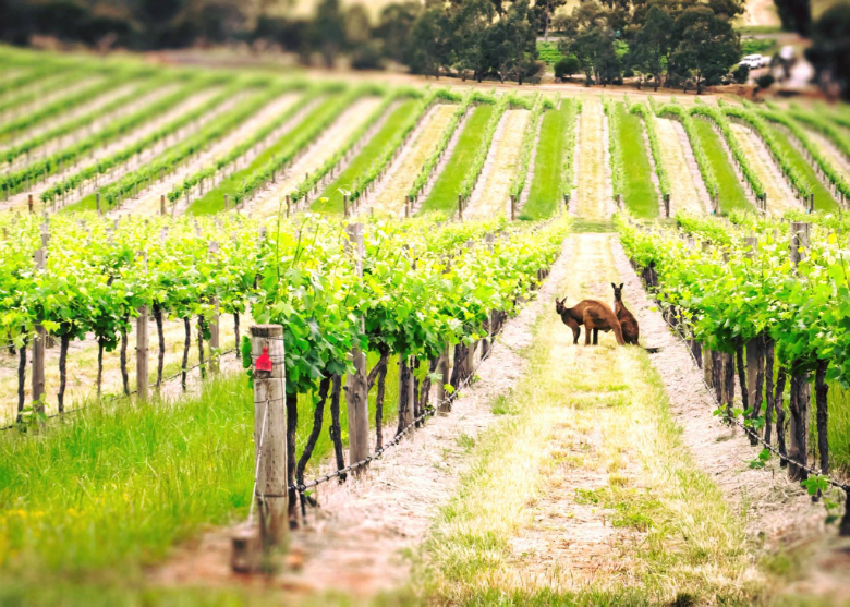 Виноградники в Австралии