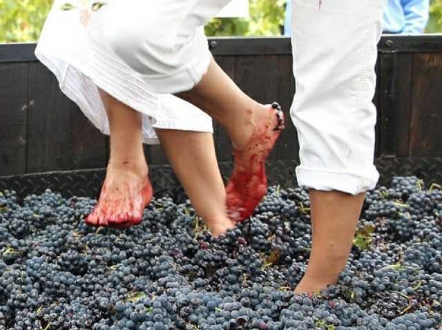 Традиционный способ обработки винограда.
