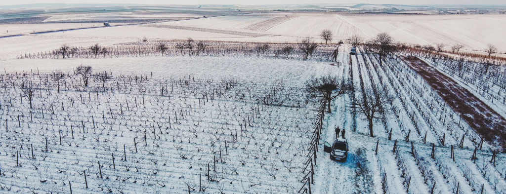 Зима на винограднике